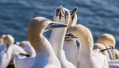 开云官网登录-开云体育_ 德甲赛季最佳进球：不可错过的精彩瞬间，德甲开赛时间2020-2021