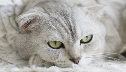 开云体育_ 不同国家青少年田径训练的比较与见解，青少年田径官网