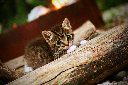 _科技变革极限运动:未来已来,速度无极限_,科技无限可能