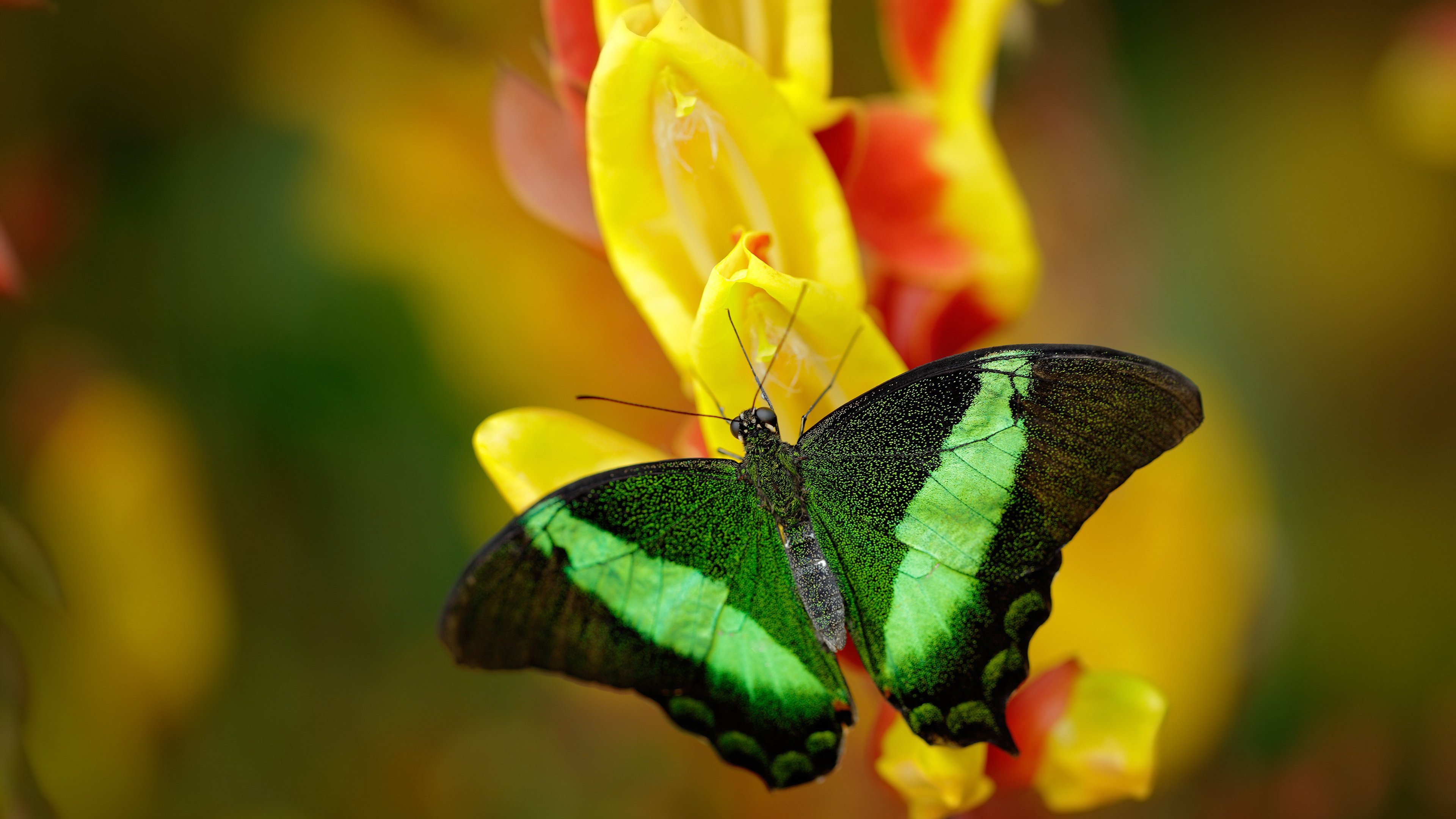 开云官方网页登录-意甲联赛中出现多场逆转比赛，意甲转会最新动态