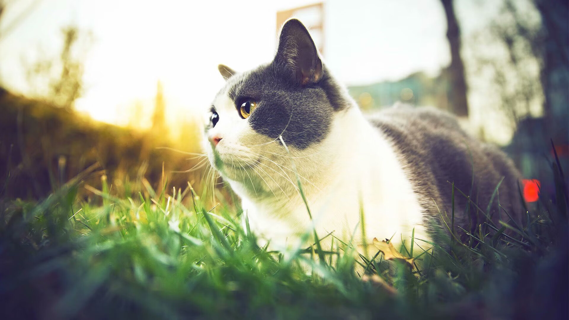 球场心理战：教练和球员的心理调节秘诀，足球心理