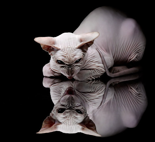 中国女足队员刘某在比赛中攻入制胜球,中国女子足球队问责