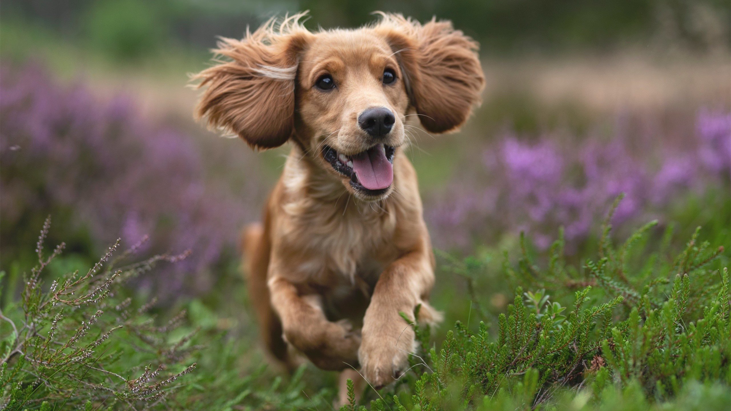 伊朗联赛外援表现突出，伊朗cba外援