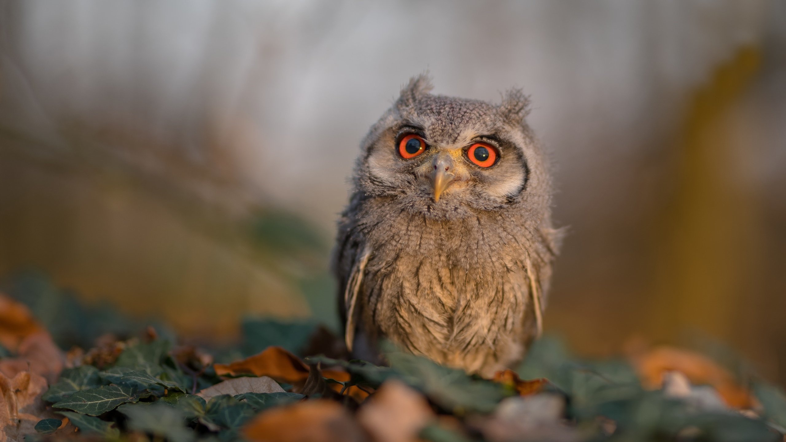 切尔西3-2热刺,蓝军逆转取胜,切尔西热刺比赛时间