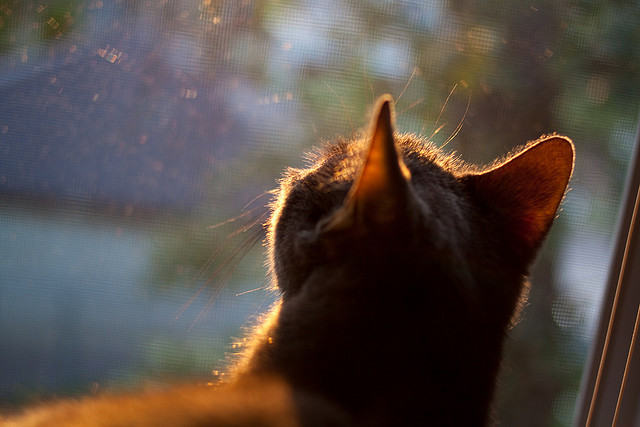 切尔西主场轻松战胜狼队,追赶积分领头羊,切尔西对阵狼队赛前分析