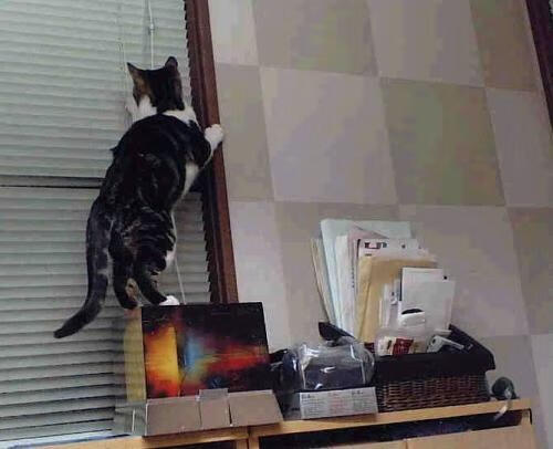 图卢兹主场被天翼逼平,遭遇连败,图卢兹吧