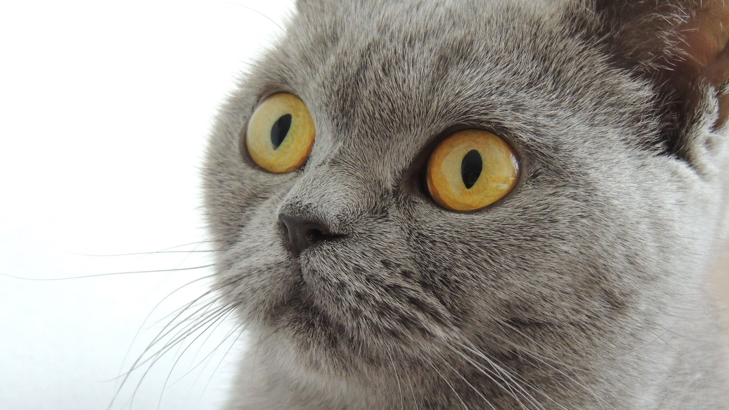 曼城客场不敌尤文图斯,憾失半决赛资格!,曼城对尤文图斯