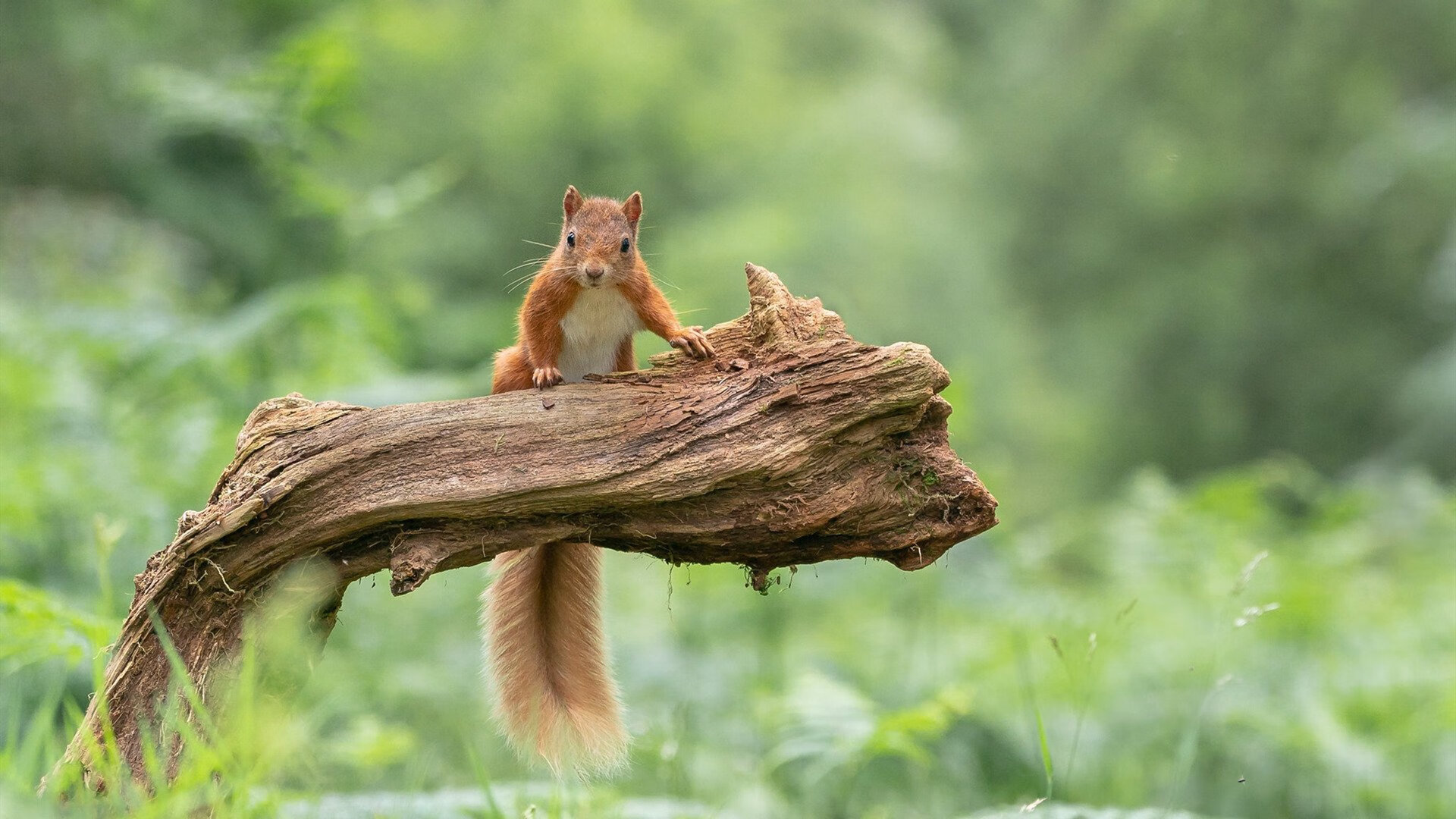 纽卡斯尔攻守不力,重回保级魔咒,纽卡斯尔图片