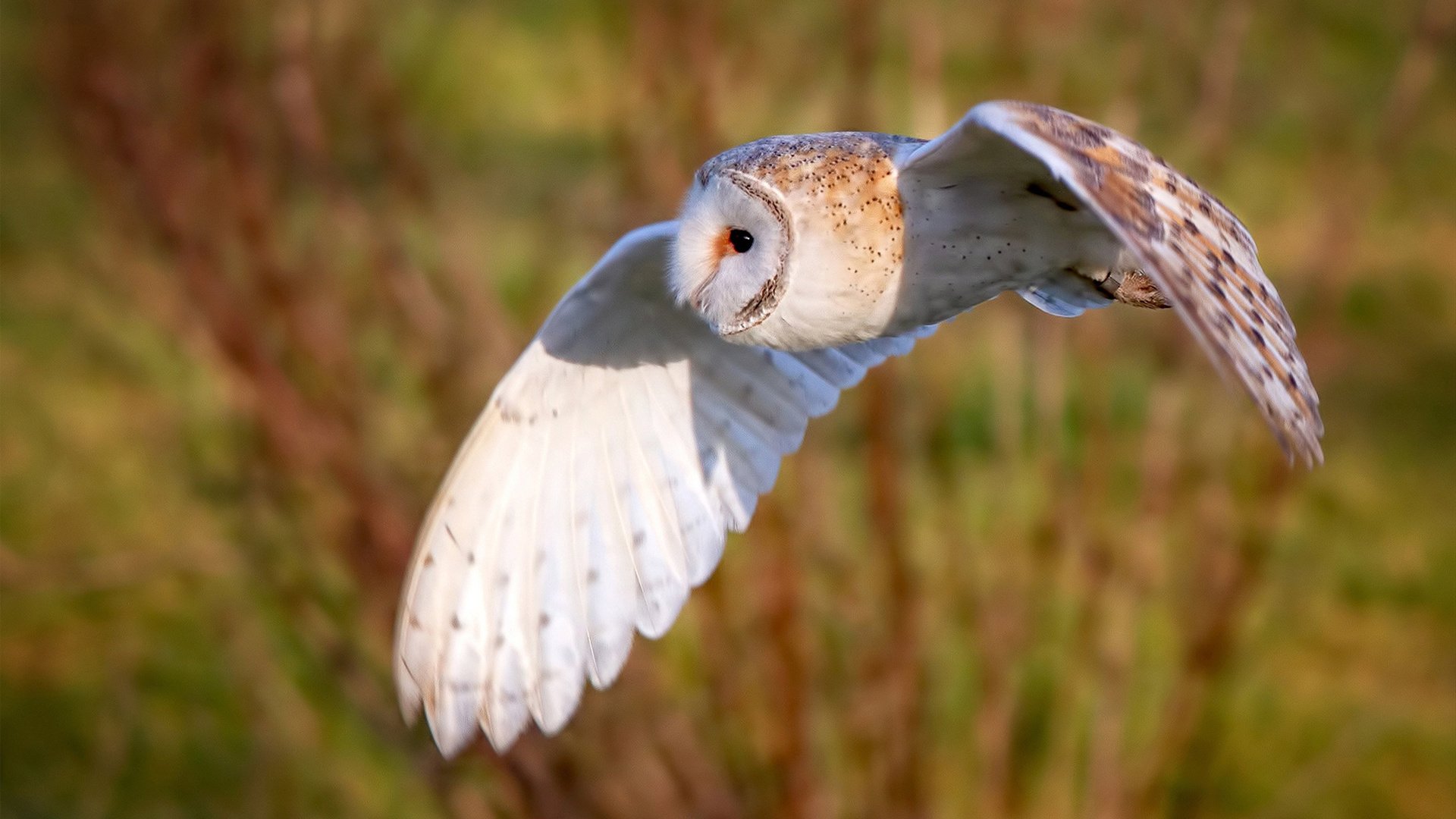 开云体育官方网入口-纽卡斯尔联主场0-2不敌阿斯顿维拉，争四形势严峻，纽卡斯尔联球场