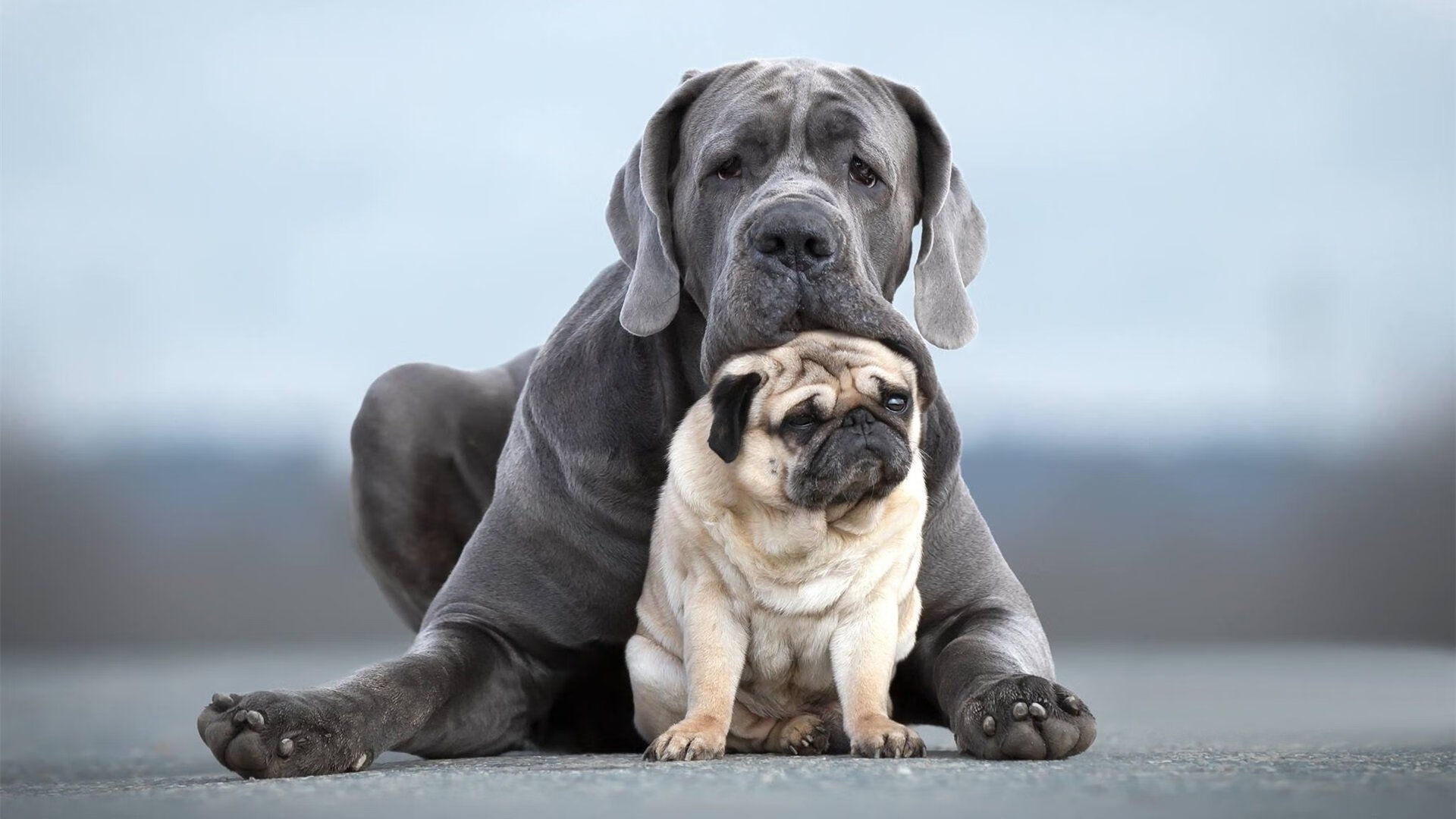 篮球比赛中智能辅助决策系统的应用分析,篮球体智能