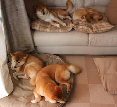 开云体育在线赛事直播-加拿大队在国际乒联混合团体世界杯中的挑战与机遇，加拿大乒乓球比赛