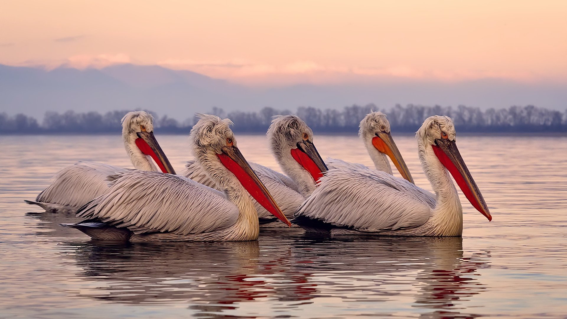 开云官网登录-南非羚羊队：进攻与防守并重，全员协同作战成为球队的亮点，南非羚羊图片