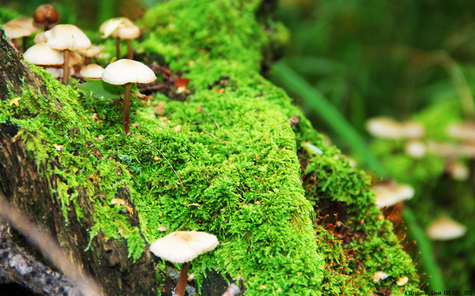 德甲激烈争夺：场面火爆震撼全场，德甲比赛集锦