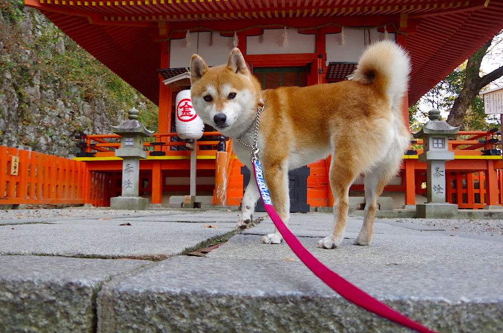 湖人计划在客场组织球迷答谢仪式，湖人队showtime