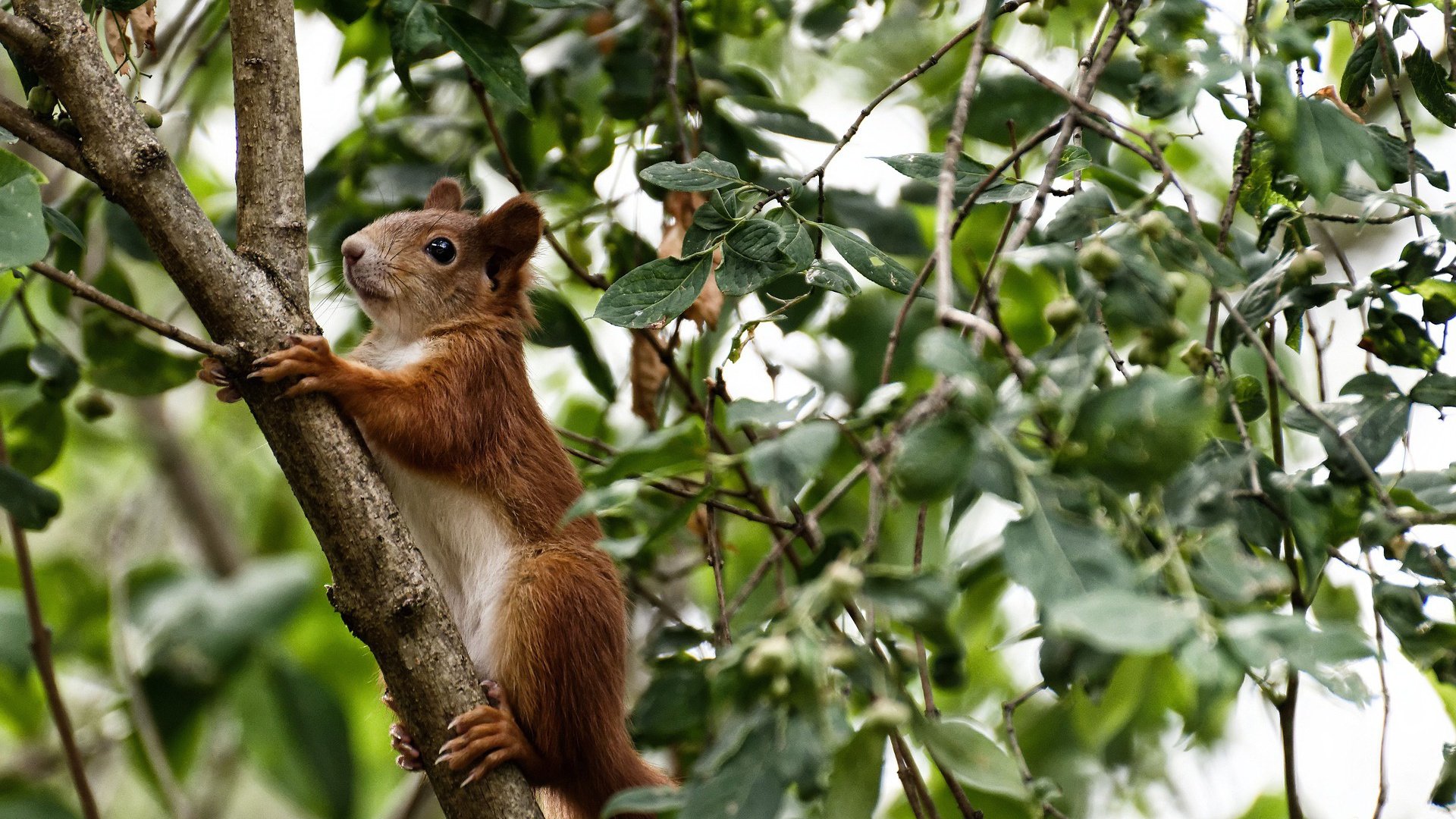 特斯·冯·迪克:以犀利的突破和快速反应,为南非队赢得关键进攻机会