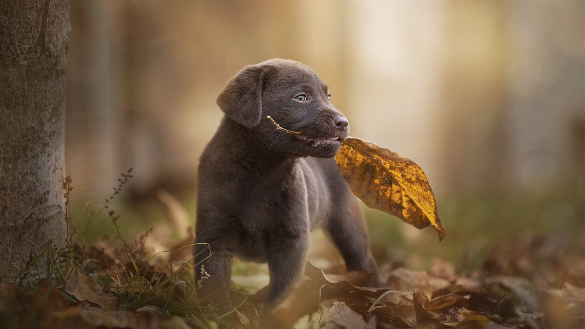 蛙泳比拼奥地利游出新高峰，蛙泳奥运会比赛项目